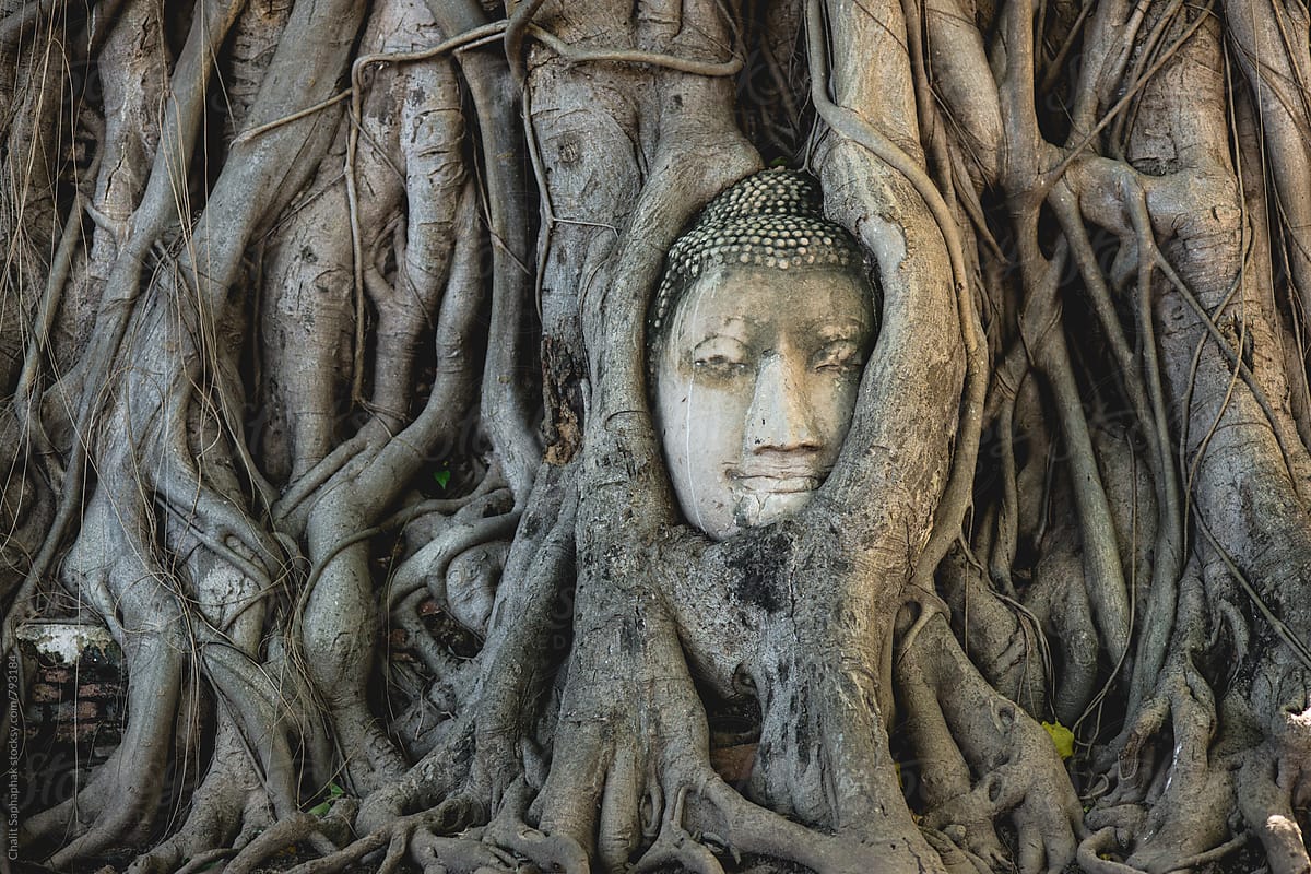 Roots fasten Buddha face