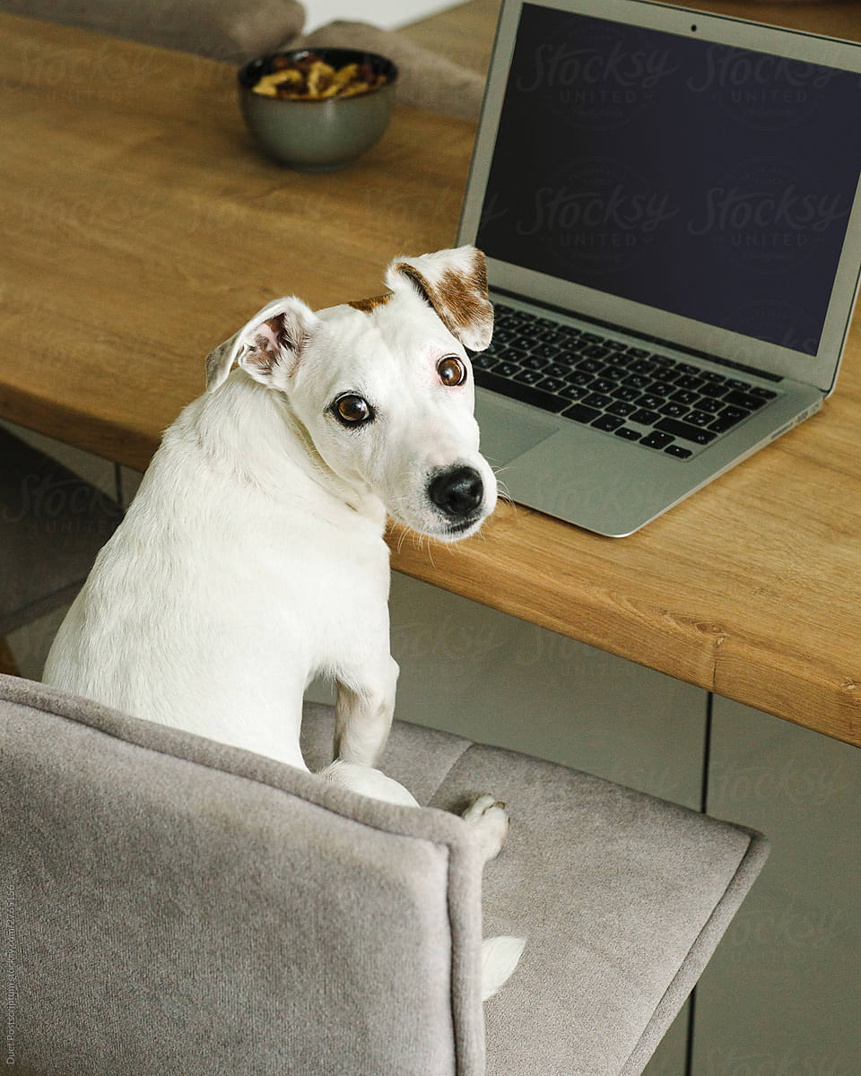 Small white dog sitting near a laptop