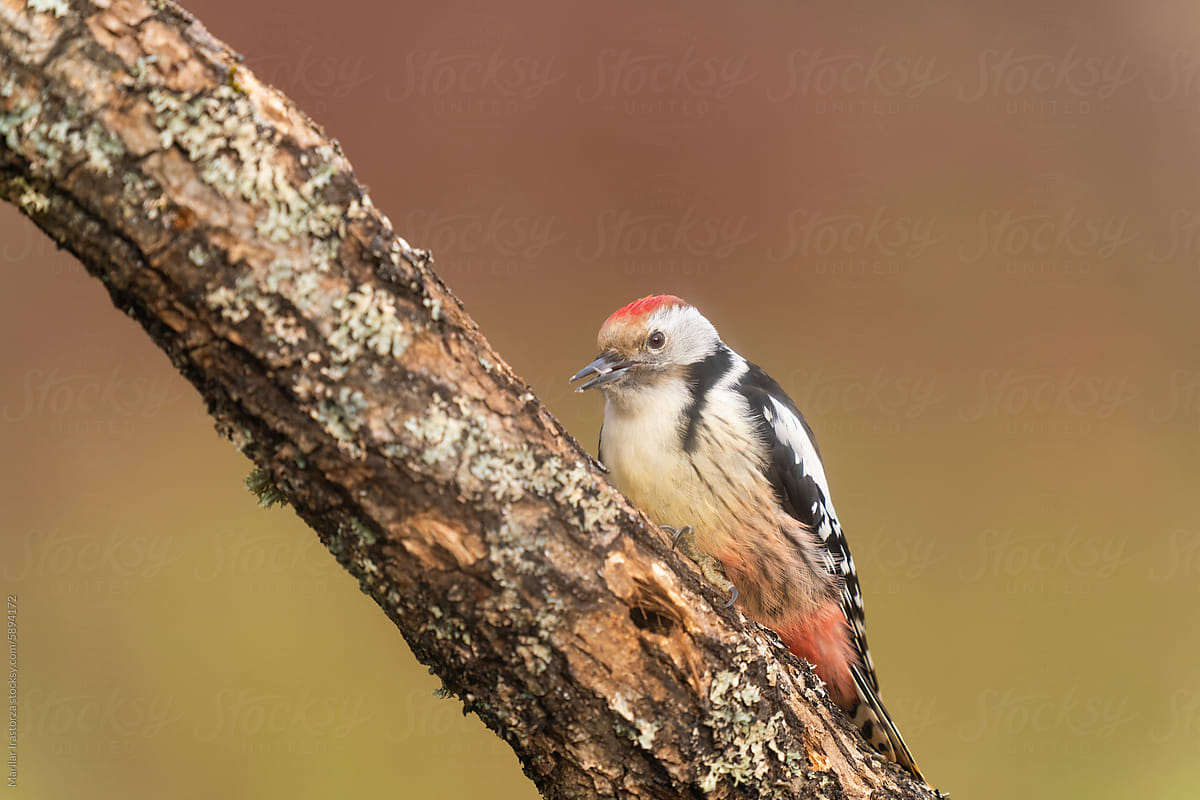 Middle Spotted Woodpecker Feeding On A Tree Branch