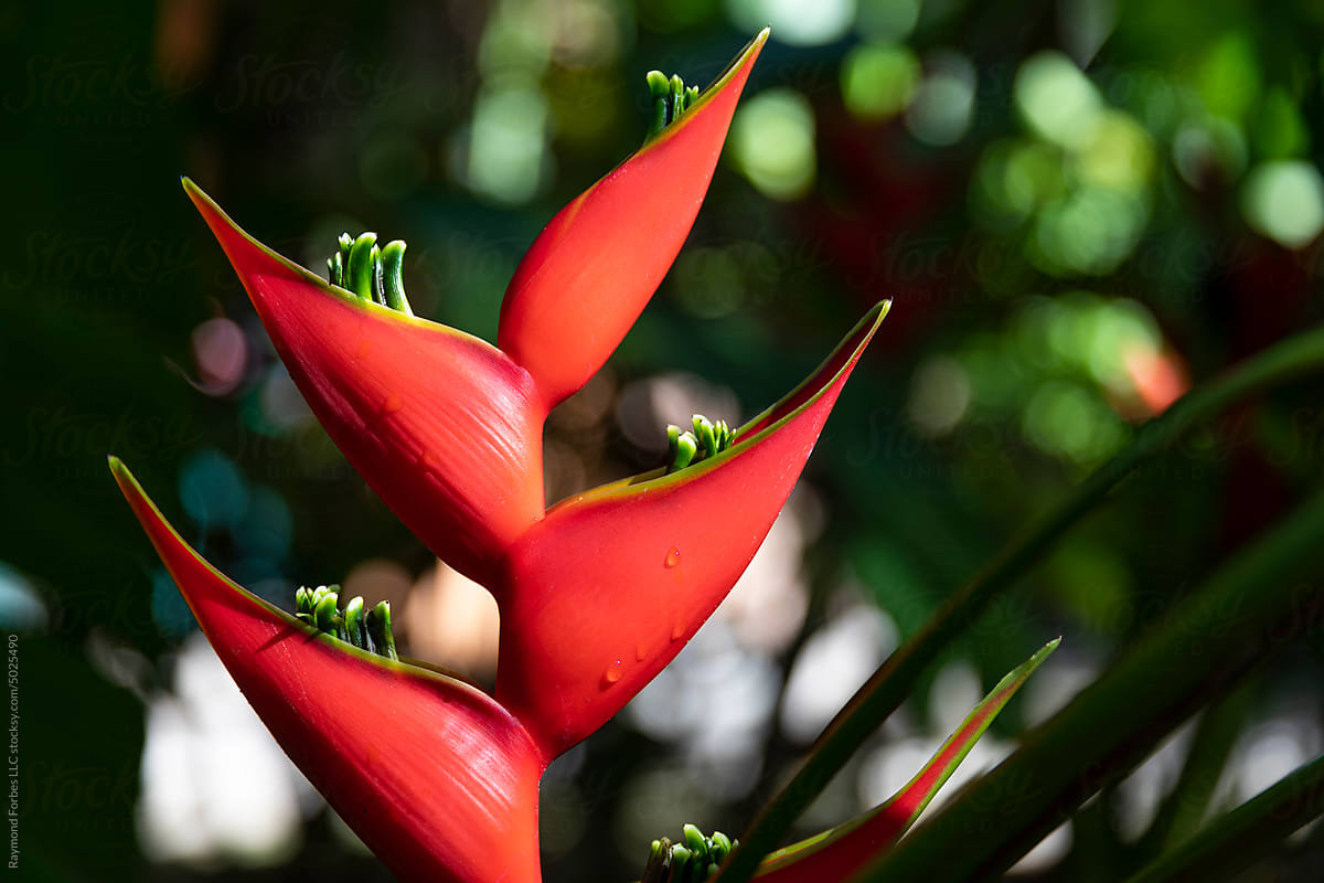 Bird of Paradise nature rainforest Plant Heliconia Costa Rica close up