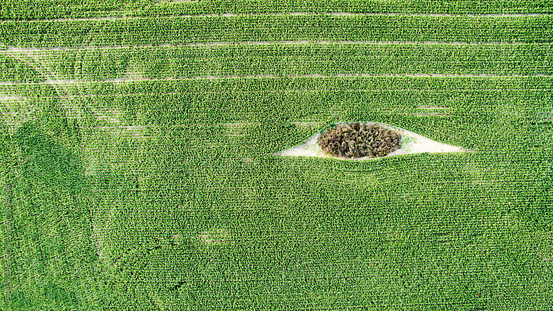 Eye in a corn field