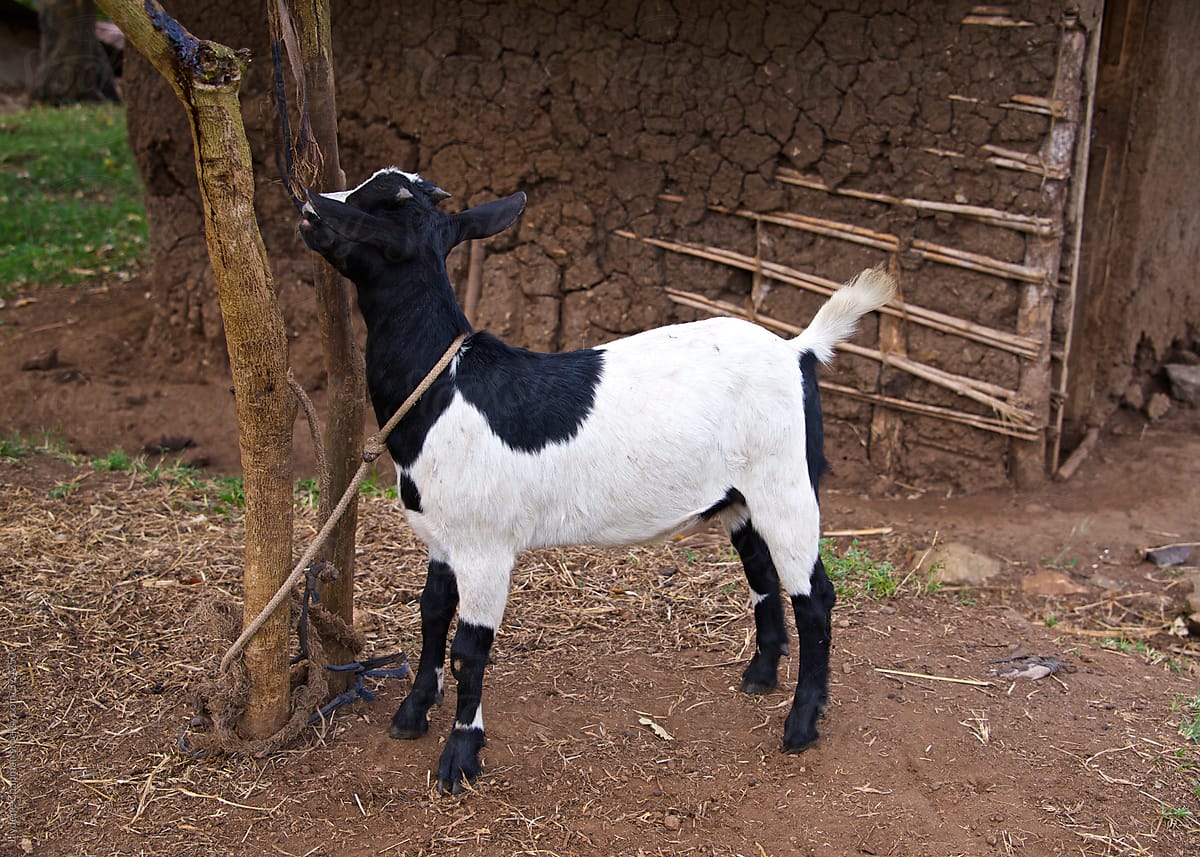 Back and white goat tied to a tree in a small village, Uganda, Africa