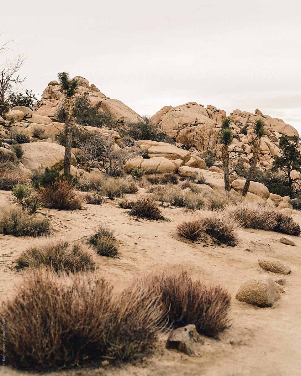 Joshua Tree On A Cloudy Day