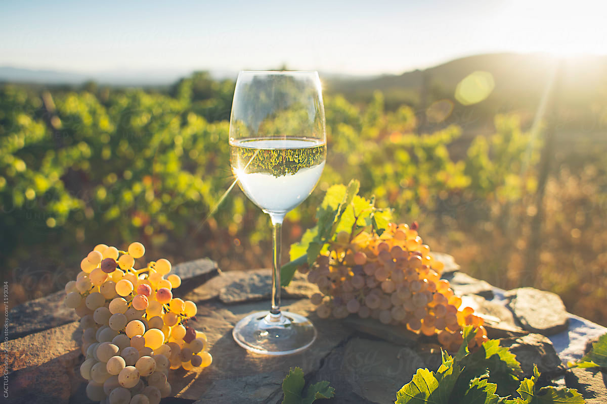 Glass of white wine  in a vineyard at sunset
