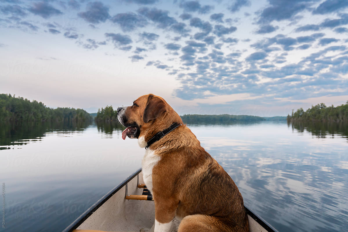 Big Dog Canoeing on Backcountry Lake