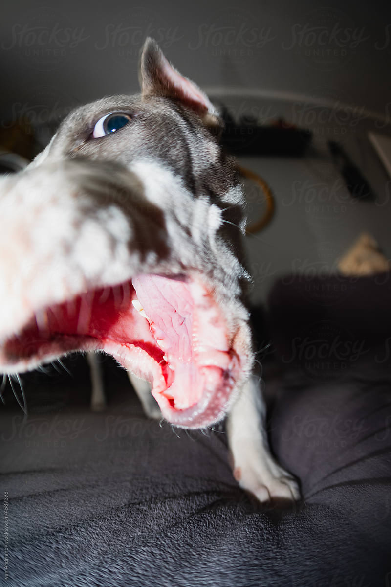 Grimace Dog Bites Muzzle Close-Up