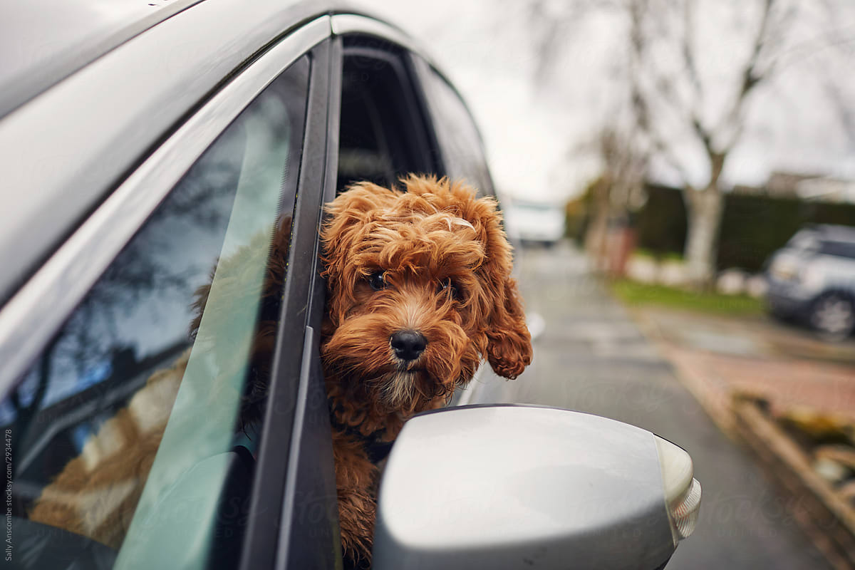 Puppy dog in a car