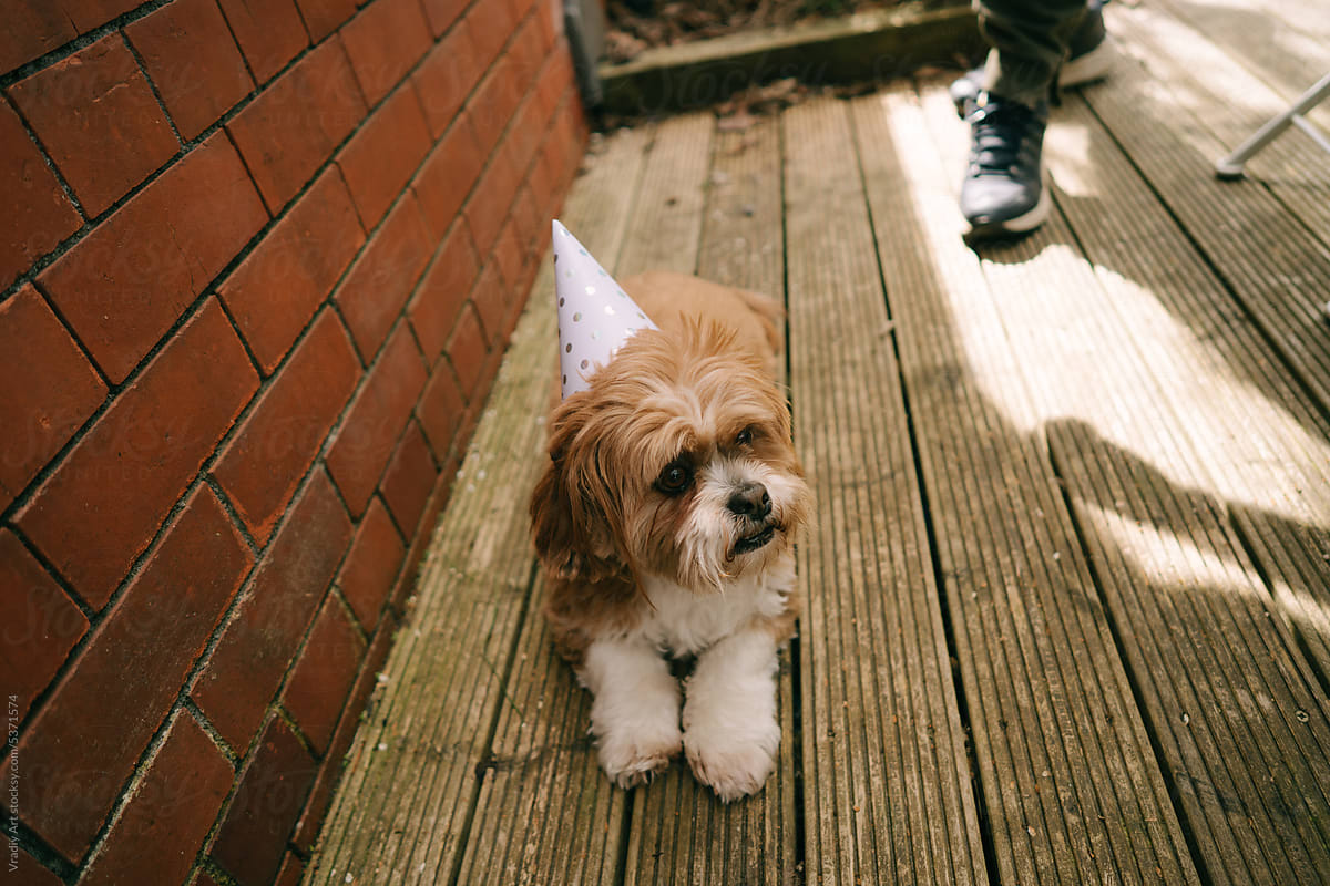 Dog in a birthday hat during a party