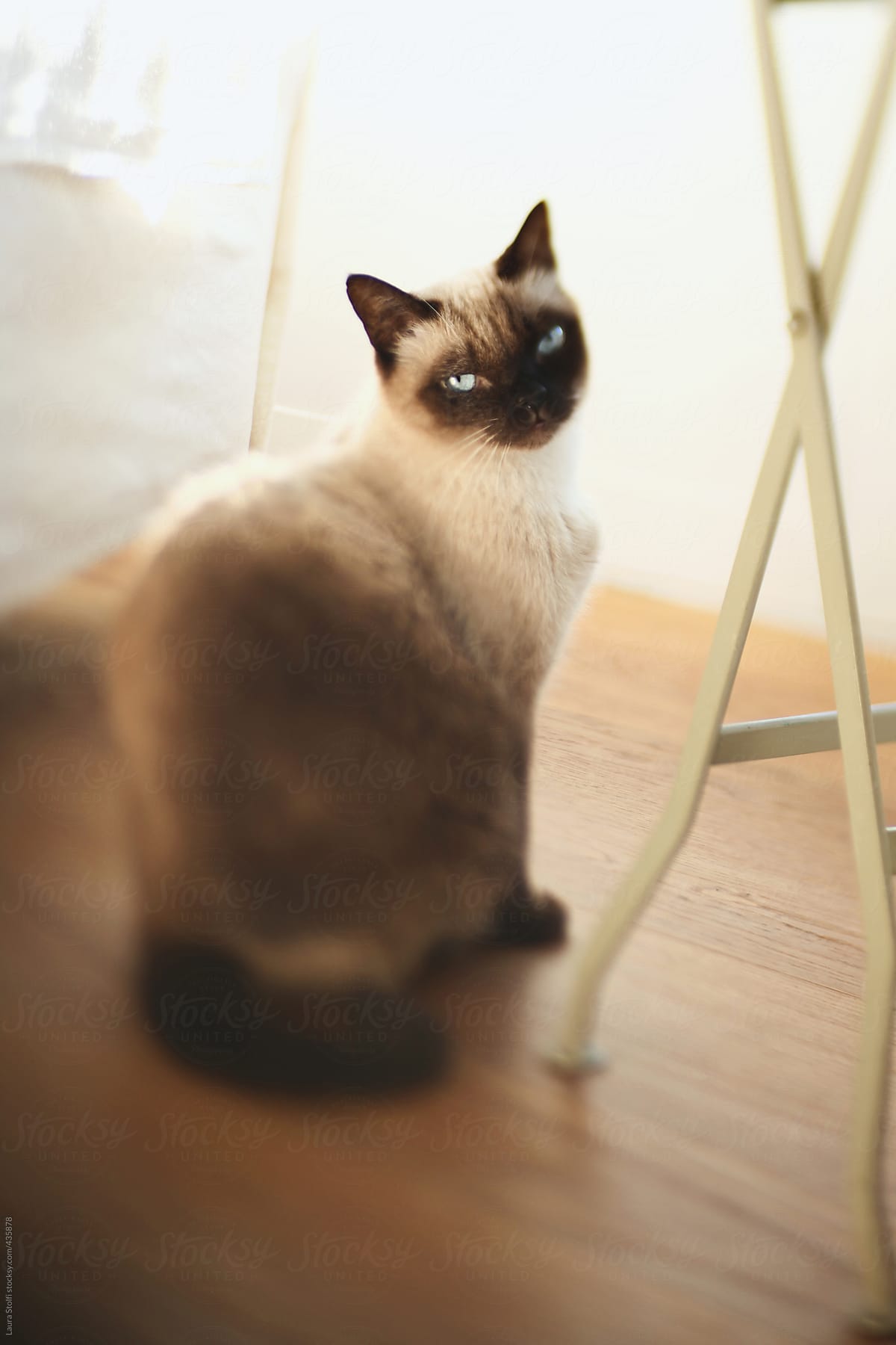 Beautiful cat sits in sunny living room and looks straight at the camera
