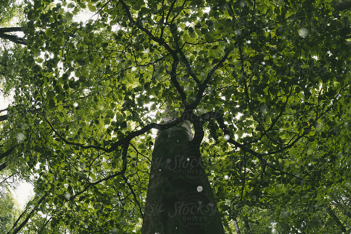 Giant tree in gree forest