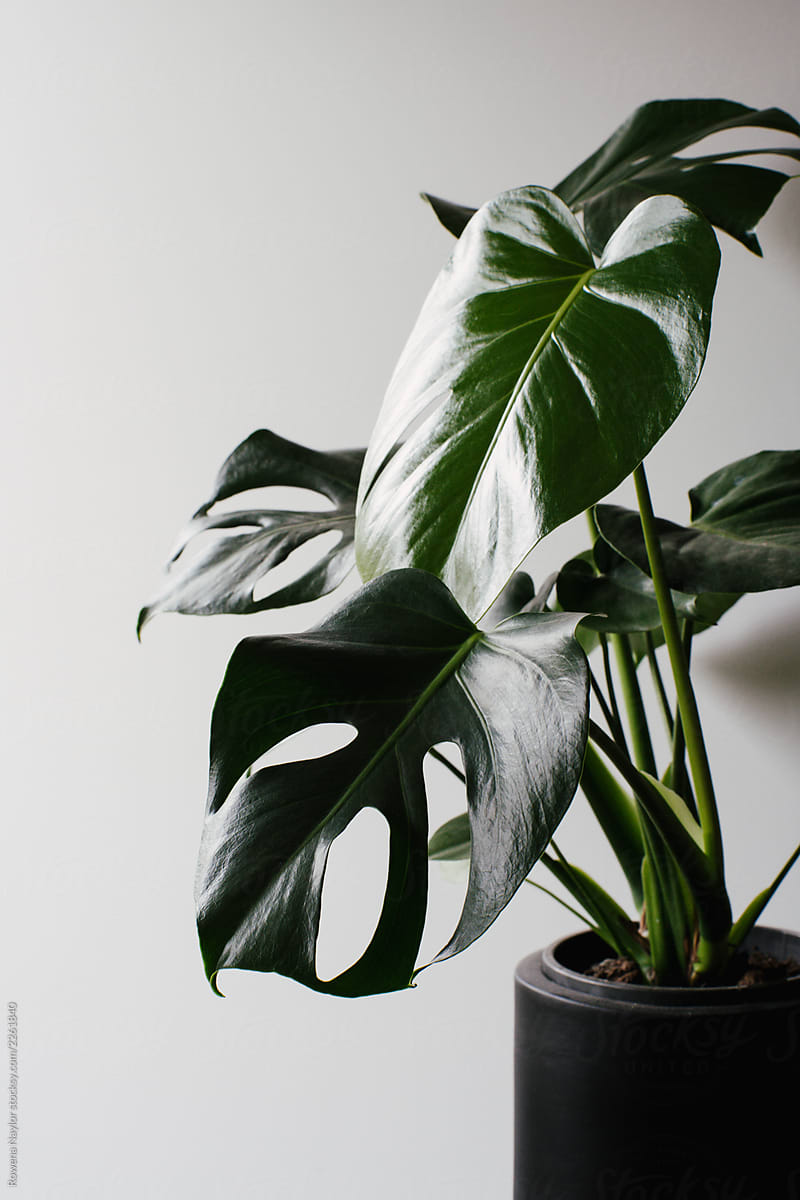 Indoor plant against a grey wall