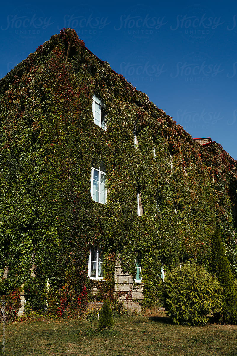 Beautiful House Covered in Vines and Ivies