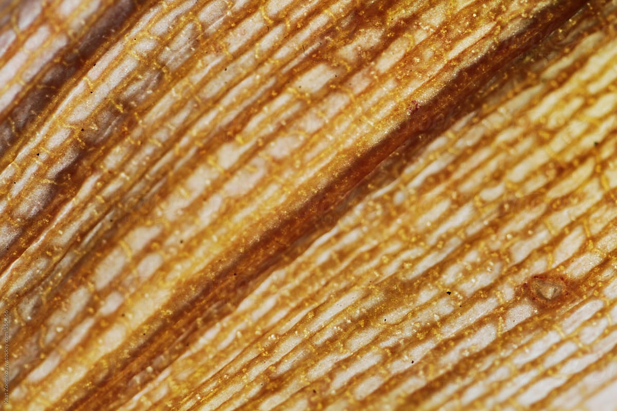 Macro close-up of a dead, decaying golden-colored Orchid leaf.