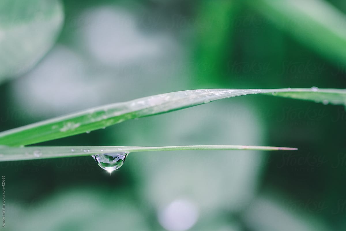 detail of a raindrop with a point of light hanging on a green leaf