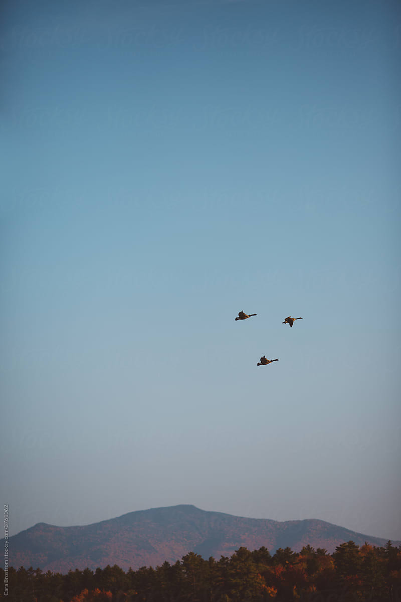 Geese, Migrating.