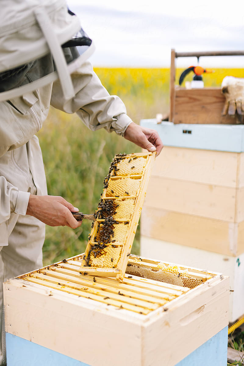 Beekeeper apiculture equipment harvest