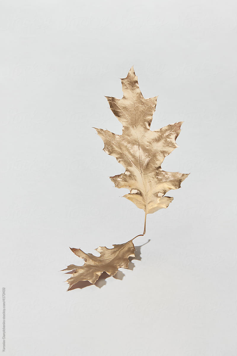 Painted oak leaves on white background