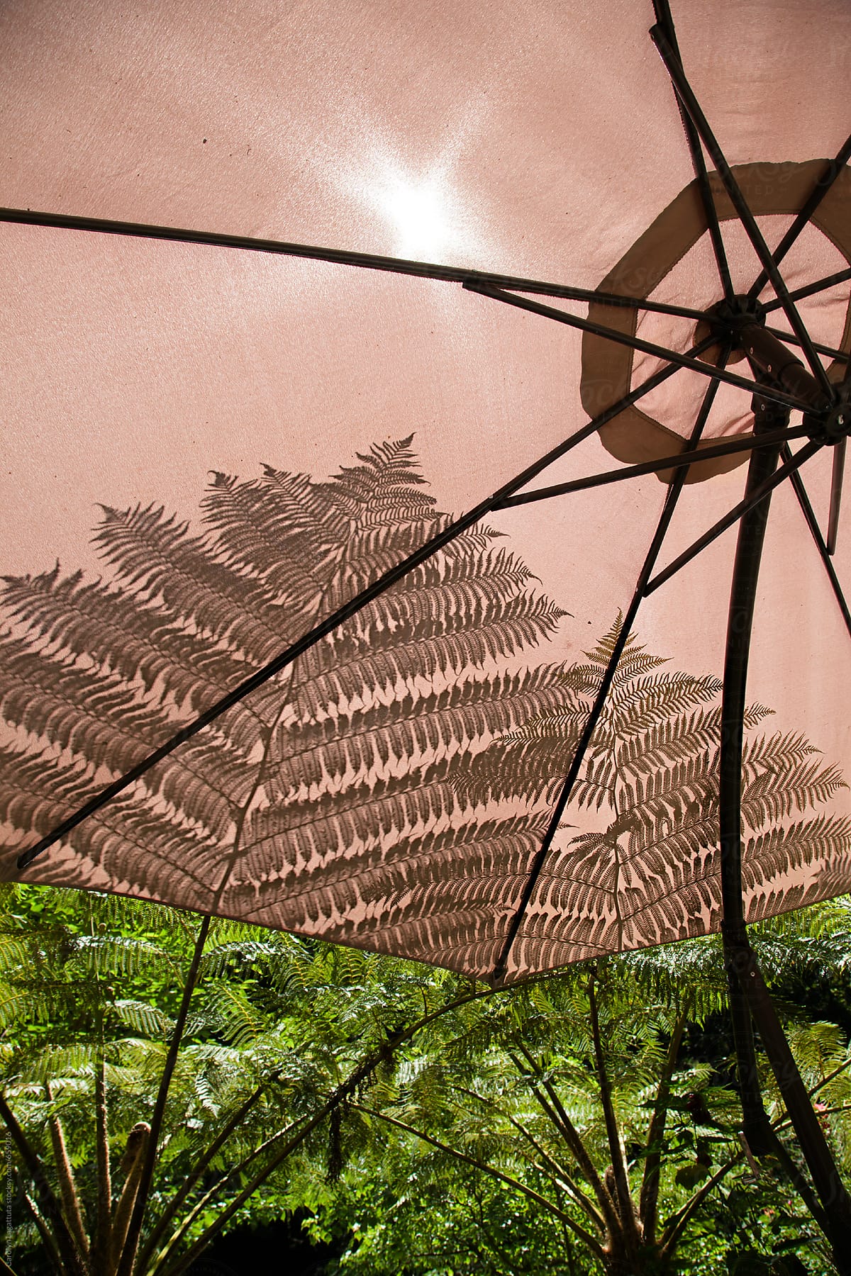 Umbrella with a fern shadow