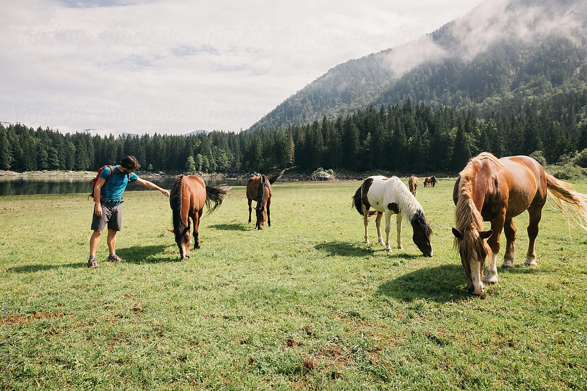 Man encountering horses on a walk in the valley