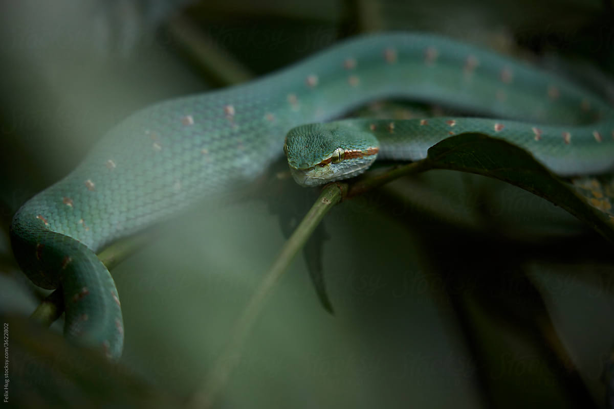 Wagler\'s Pit Viper Male after a meal