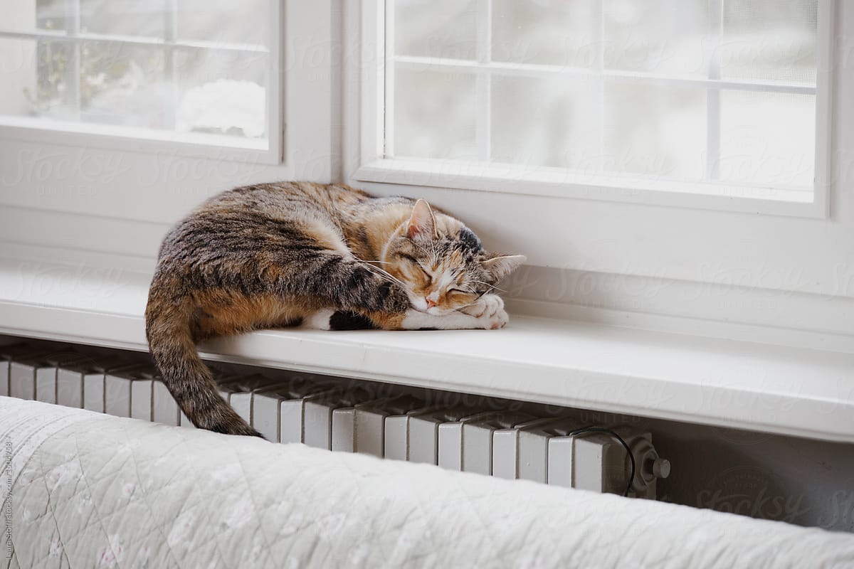 Curled up cat naps above radiator with dangling tail in winter day