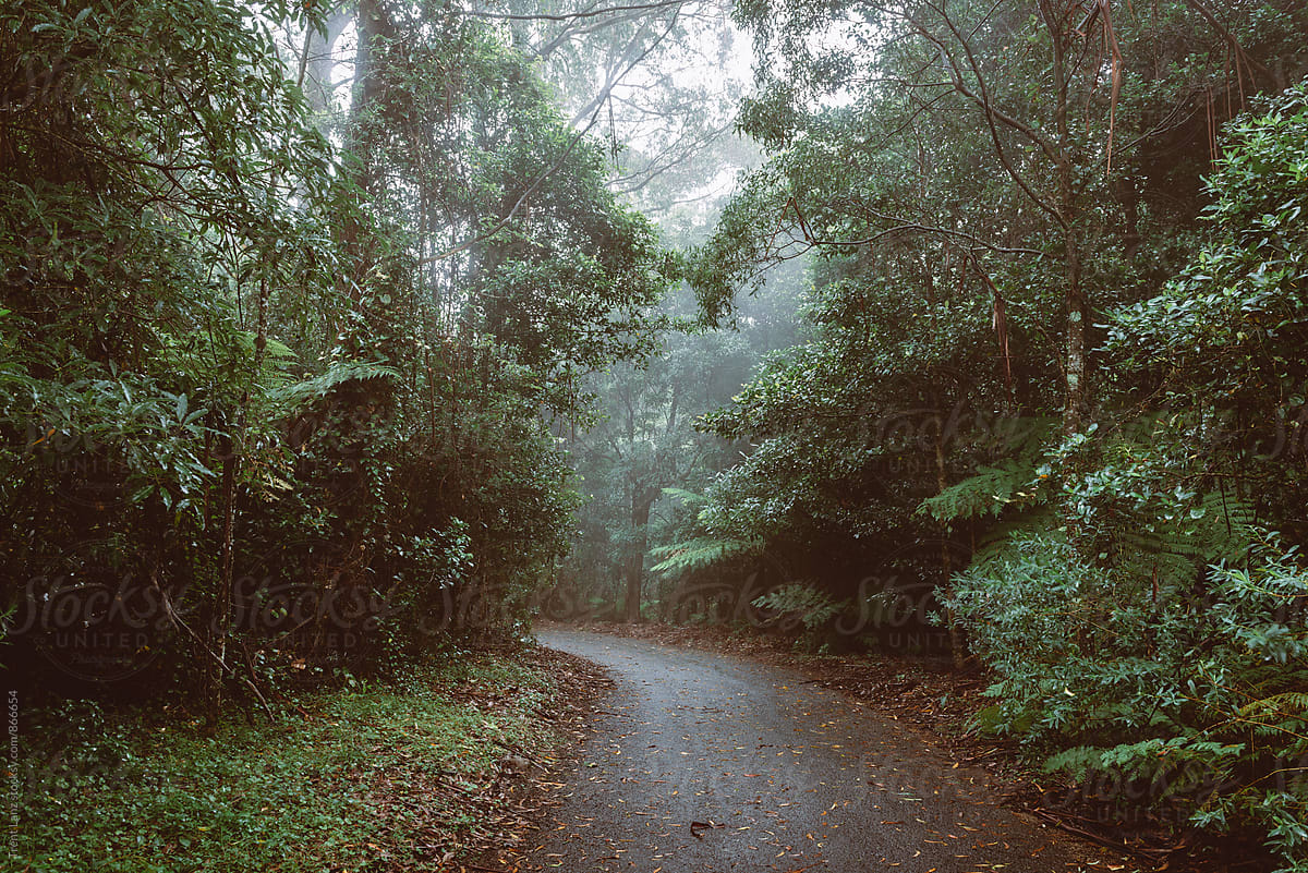 Asphalt hiking trail road in Australian forest