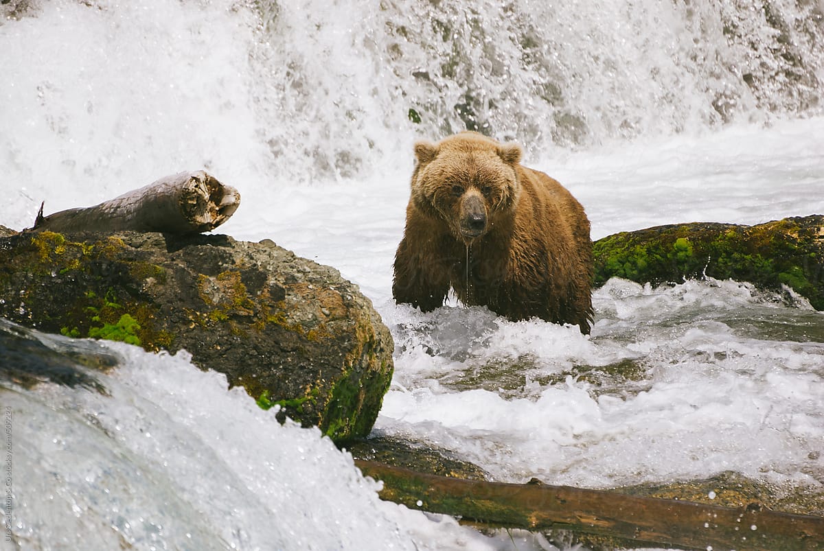 Brown bear near waterfall