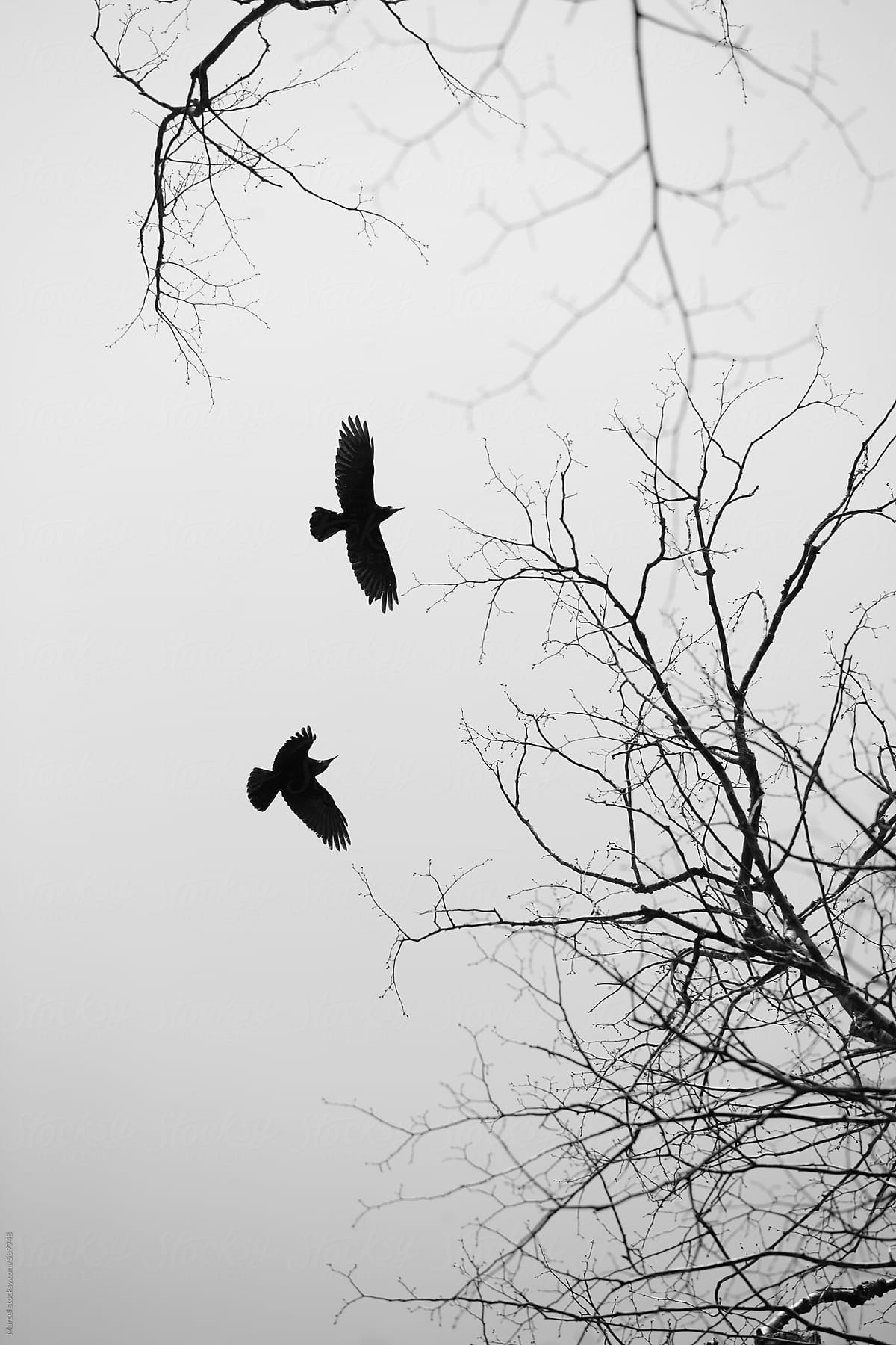 Two crows flying between treetops