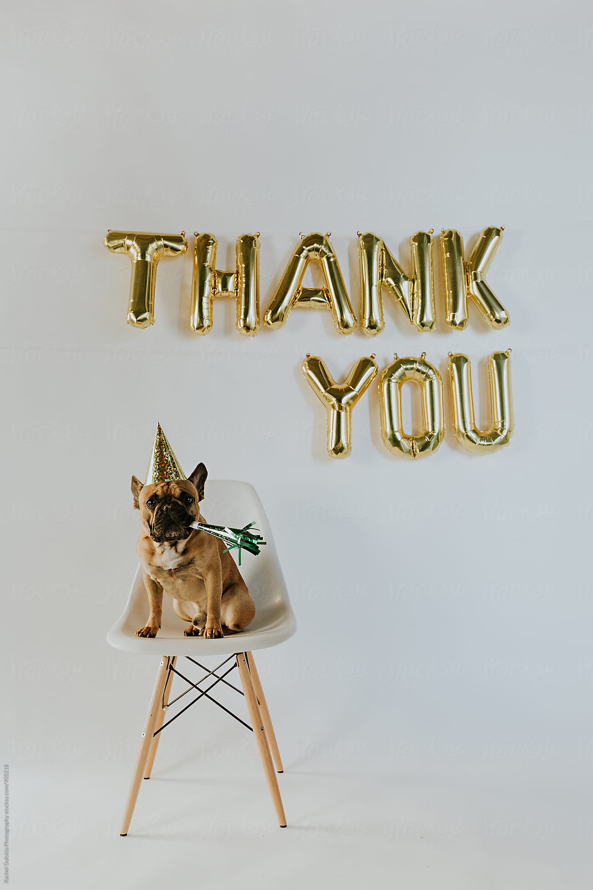 Gold Thank You Balloon Letters and French Bulldog Puppy Wearing a Party Hat