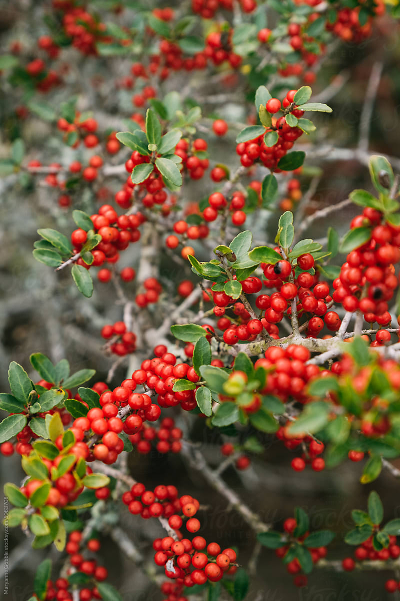 Yaupon Holly Berries in Winter Nature