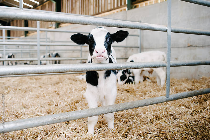 Holstein Belgian Blue Cross calf looks through a fence in a barn