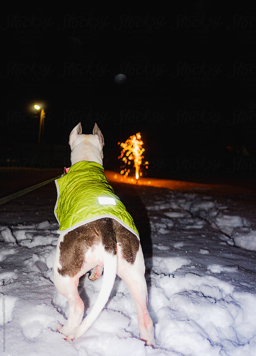 Curious Dog Watches Winter Festive Fireworks