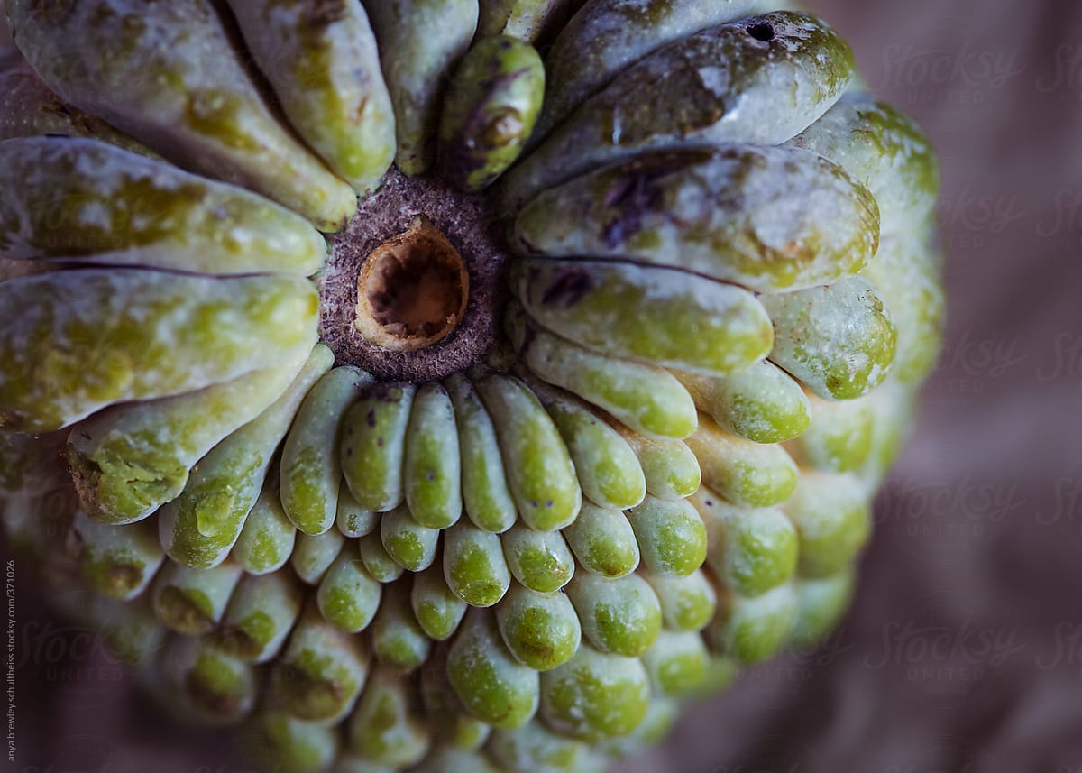 Closeup of a textured sugar apple fruit