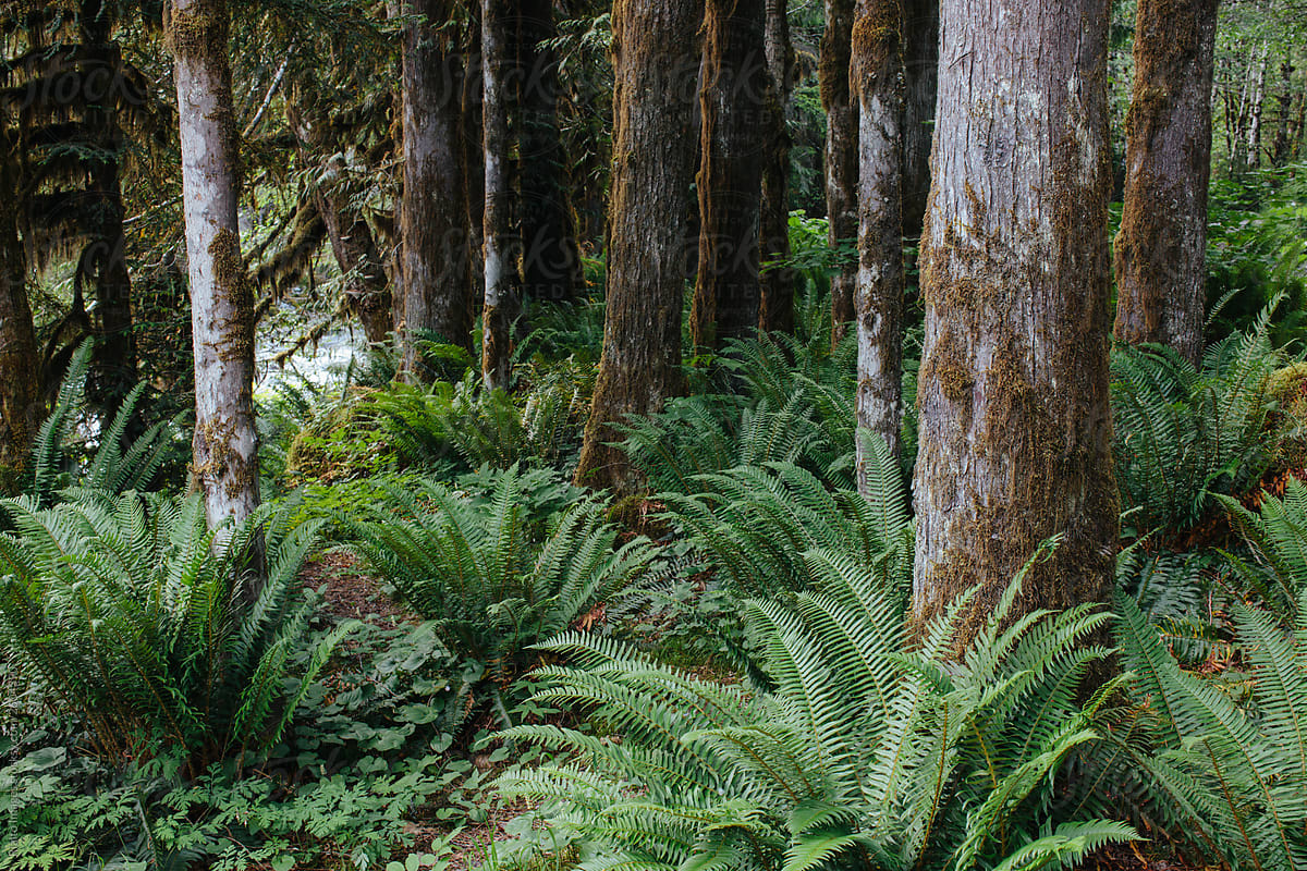 Sword ferns and lush temperate forest in summer