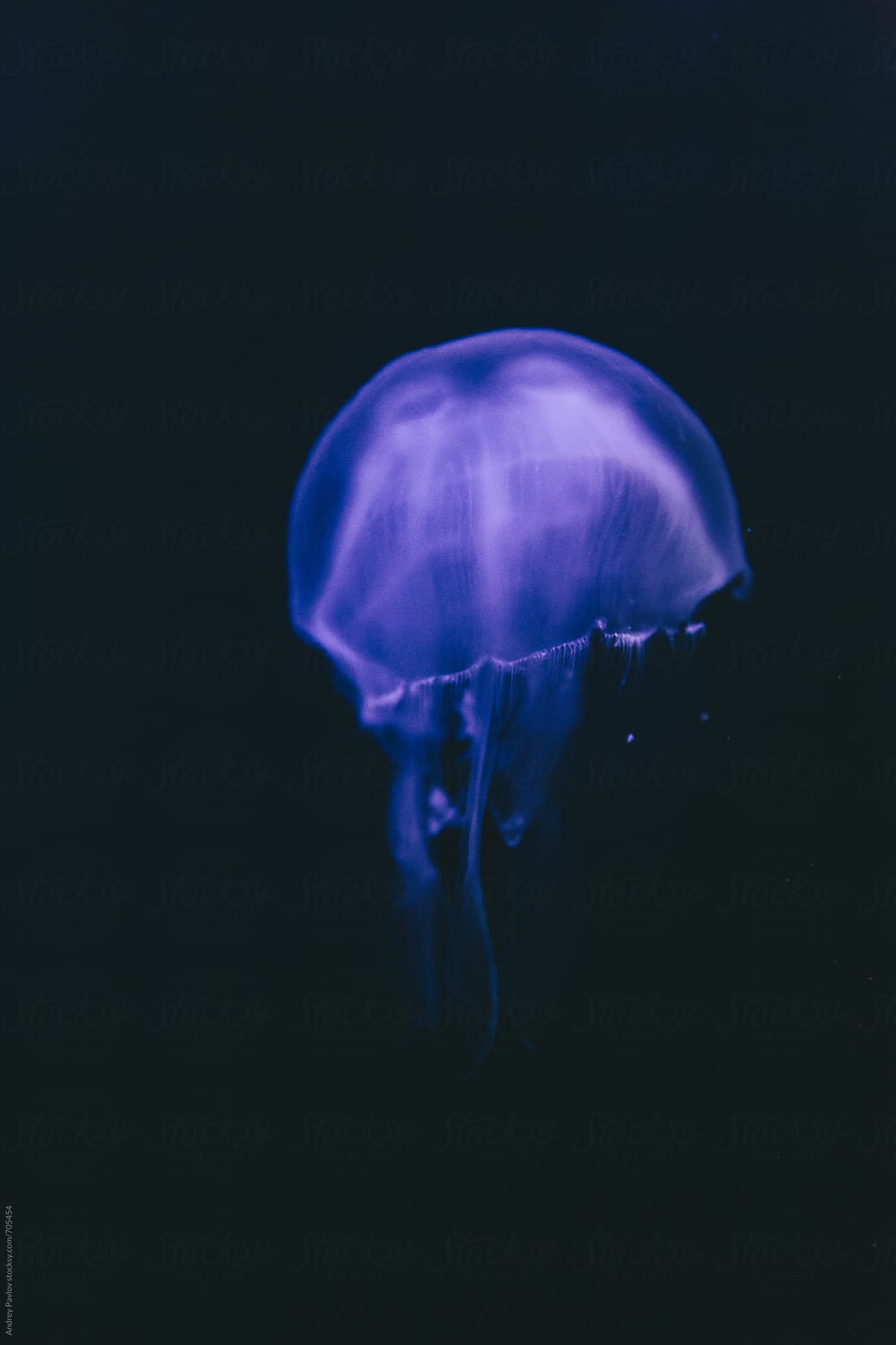 Blue transparent jellyfish