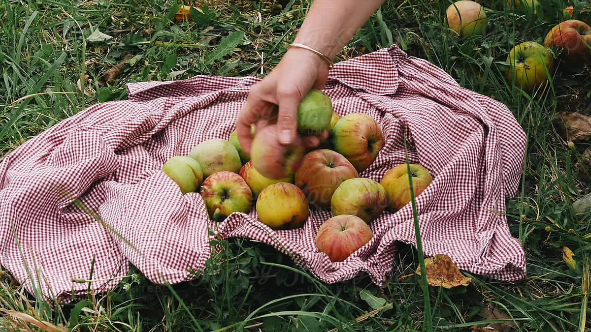 Woman Picking Apples By Stocksy Contributor Pixel Stories Stocksy 6364