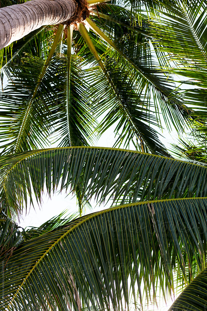 Tropic green palms pattern