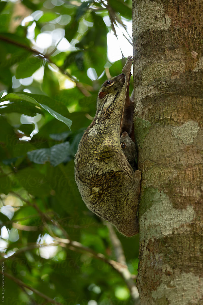 A colugo with her baby on a tree-trunk in Malaysia