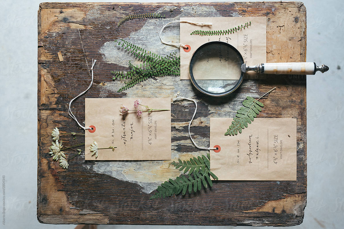 Herbarium On The Table With Paper Tags