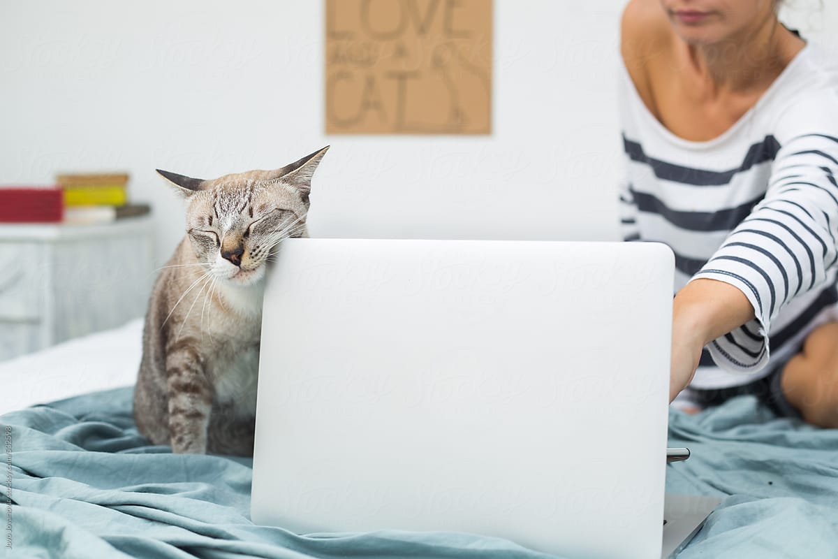 Cat rubbing his face of a laptop while owner working