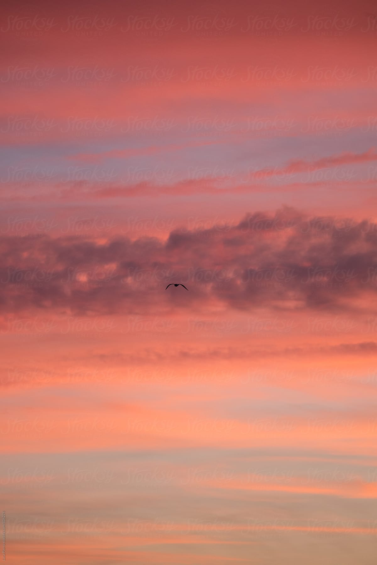 Seagull On Sunset Background By Sky Blue Images Stocksy United