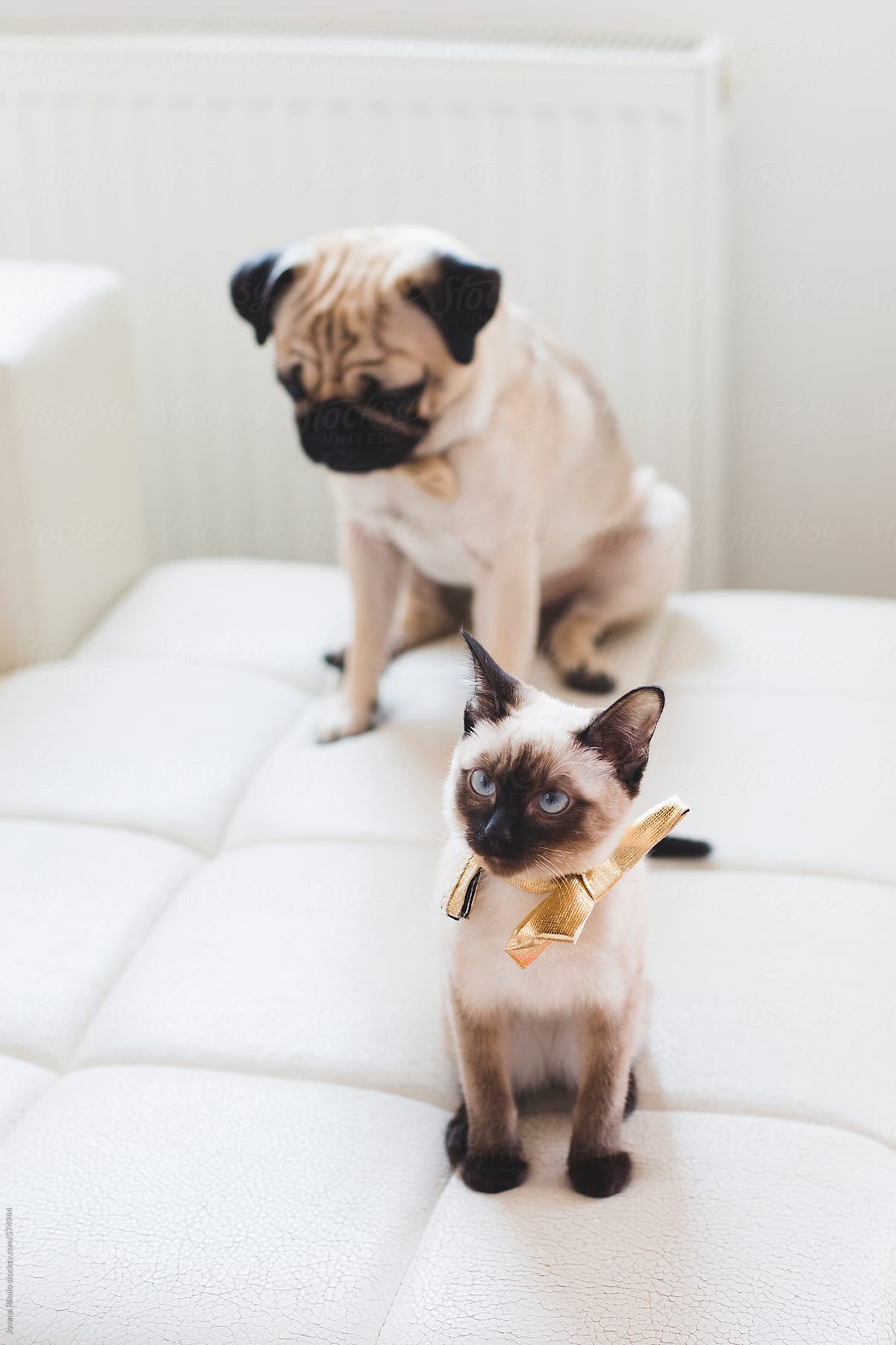 Fashionable siamese kitty and pug-dog