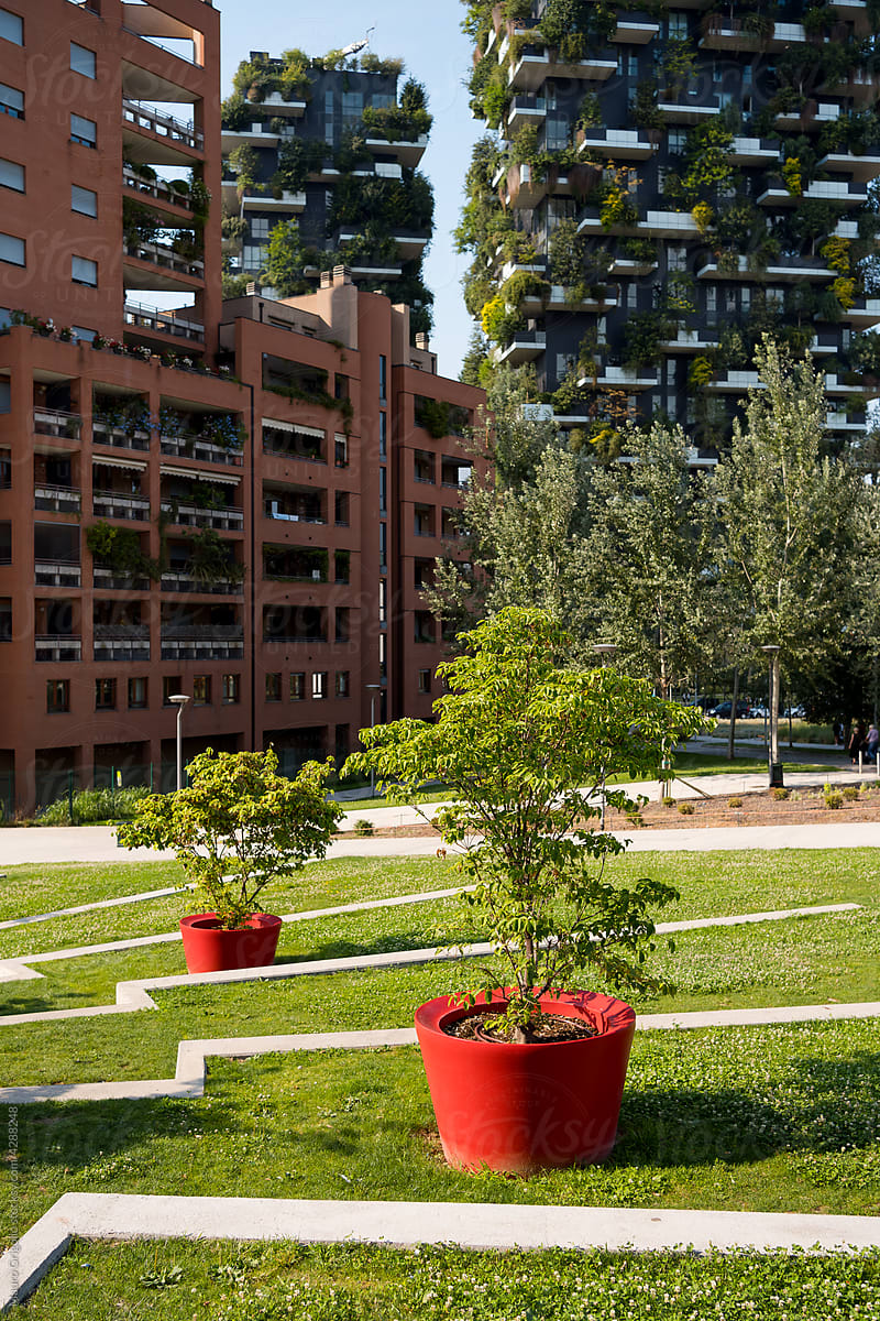 Potted plant in a modern urban area of a city