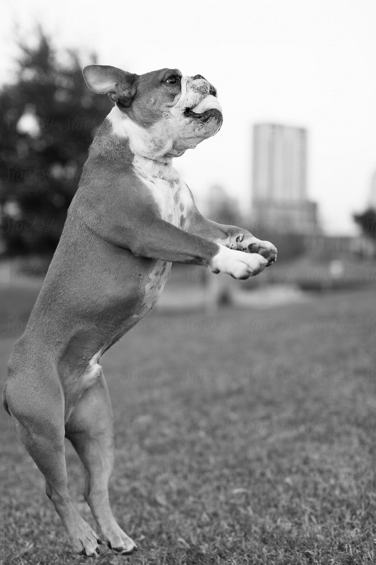 Bulldog jumping in air