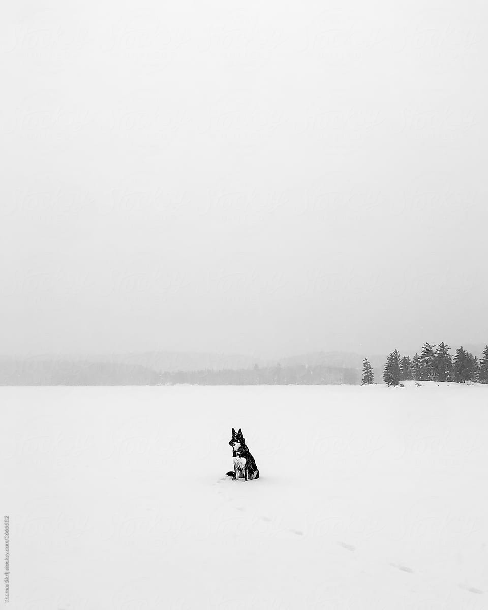 Husky on a Frozen Lake