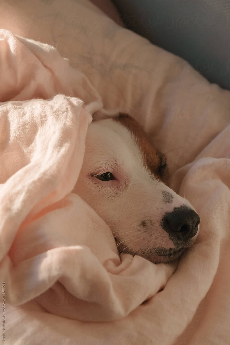 portrait of a dog with a brown spot on the eye, wrapped in a light blanket lying on the bed