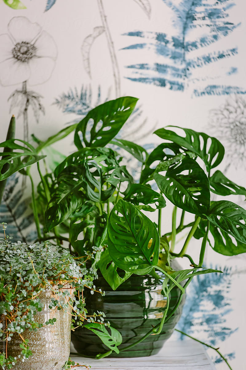 Real and faux houseplants against a botanical design wallpaper