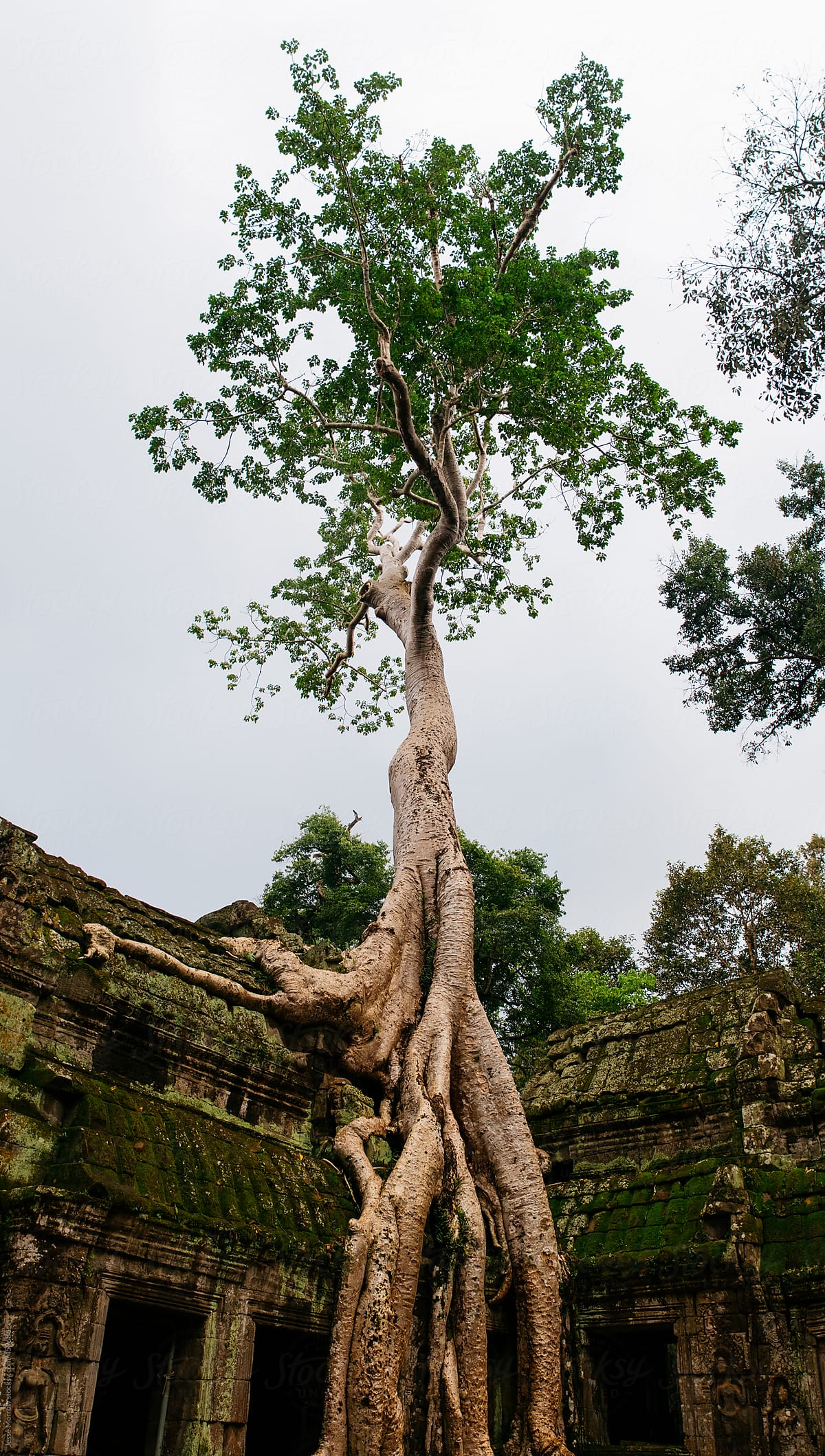 Overgrown tree hangs on side of temple
