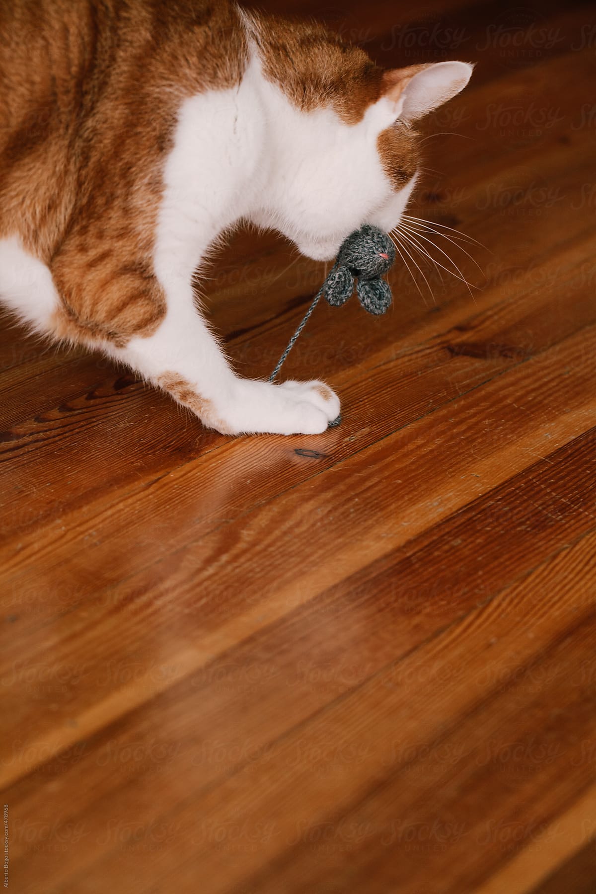 Kitty cat playing with a mouse wool