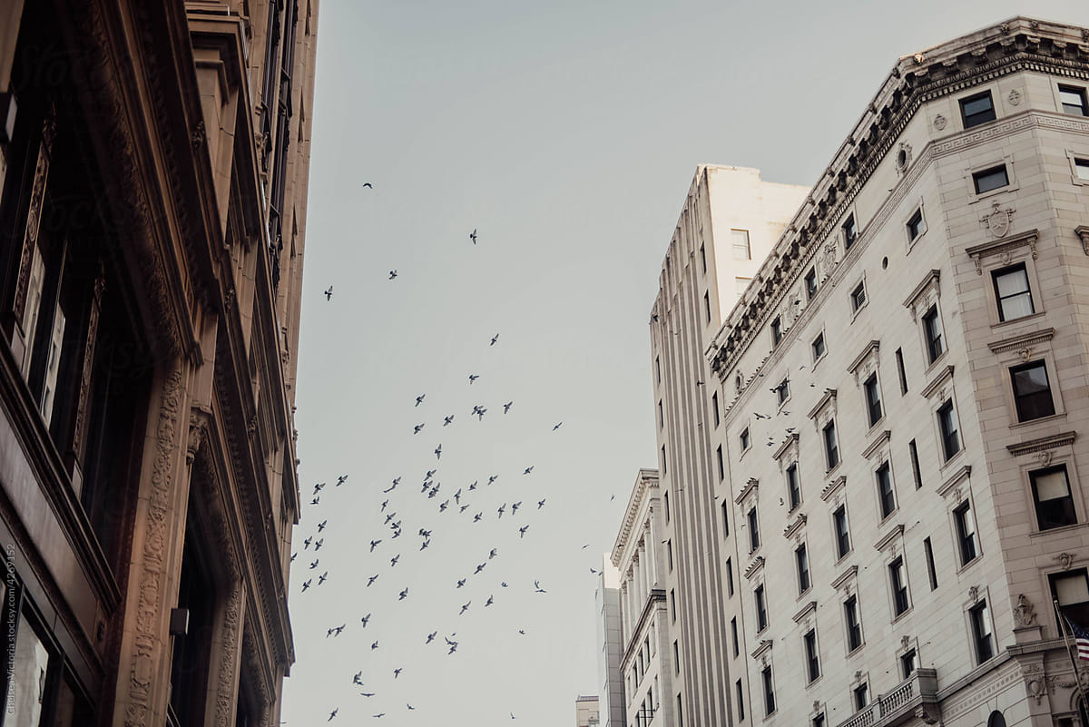Birds in the city